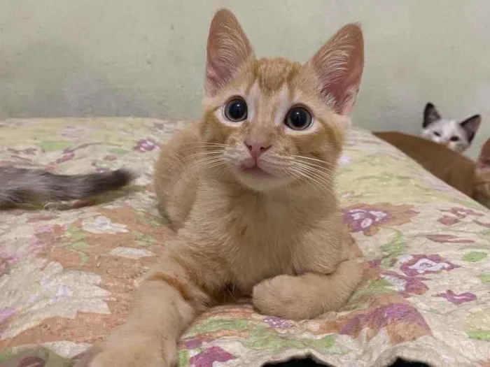 Gato raça SRD idade 2 a 6 meses nome Rony Jr