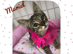 Gato raça SRD  idade 2 a 6 meses nome Muriel 