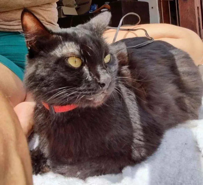 Gato raça Srd idade 2 anos nome Celina 