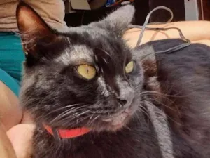 Gato raça Srd idade 2 anos nome Celina 