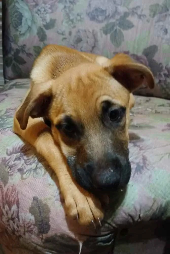 Cachorro ra a Mistura de pastor com raça ind idade 2 a 6 meses nome Não definido