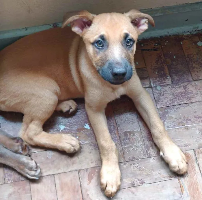 Cachorro ra a Mistura de pastor com raça ind idade 2 a 6 meses nome Não definido