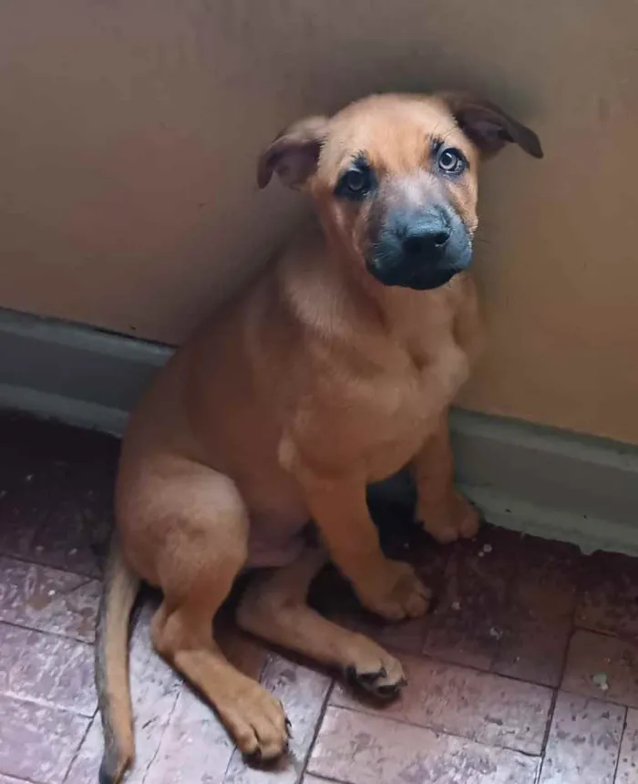 Cachorro ra a Mistura de pastor com raça ind idade 2 a 6 meses nome Não definido