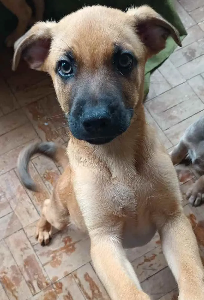 Cachorro ra a Mistura de pastor com raça ind idade 2 a 6 meses nome Não definido