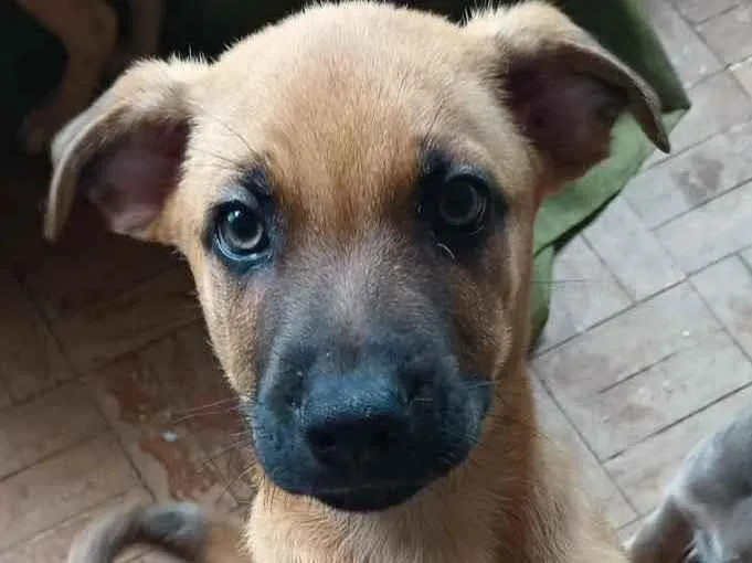 Cachorro ra a Mistura de pastor com raça ind idade 2 a 6 meses nome Não definido