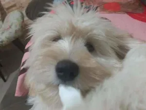 Cachorro raça Poodle mix idade 7 a 11 meses nome Liz