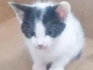 Gato raça SRD idade 2 a 6 meses nome GIGI