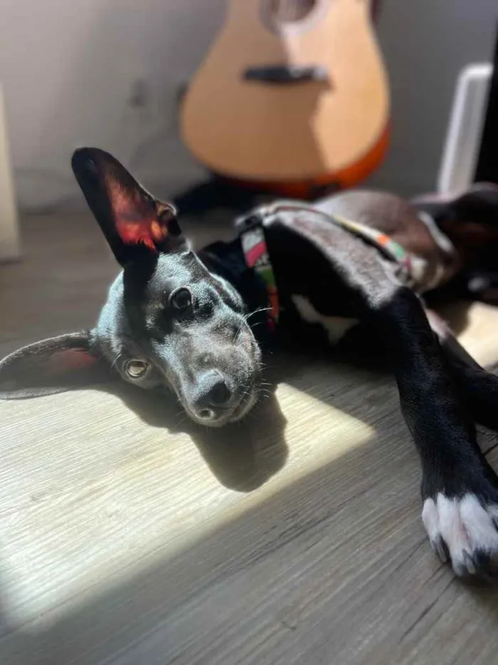 Cachorro ra a Sem raça definida  idade 7 a 11 meses nome Luna