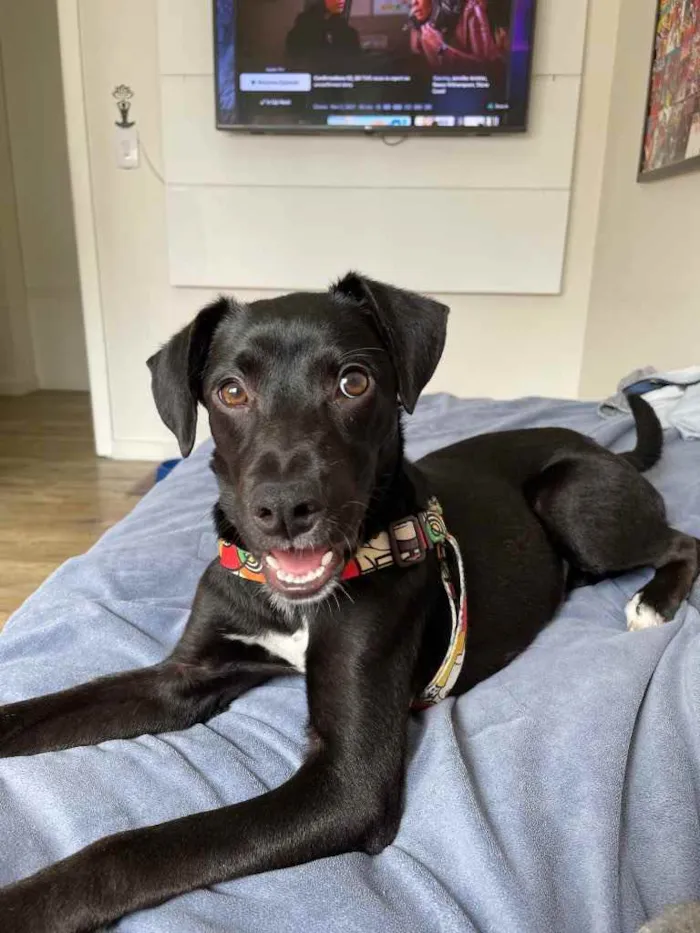 Cachorro ra a Sem raça definida  idade 7 a 11 meses nome Luna