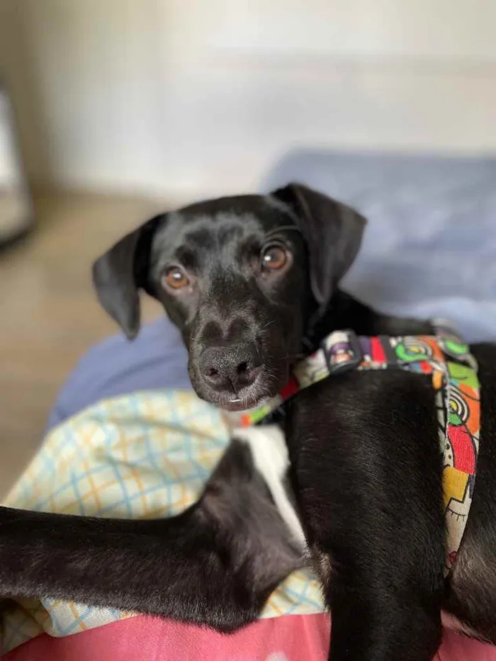 Cachorro ra a Sem raça definida  idade 7 a 11 meses nome Luna