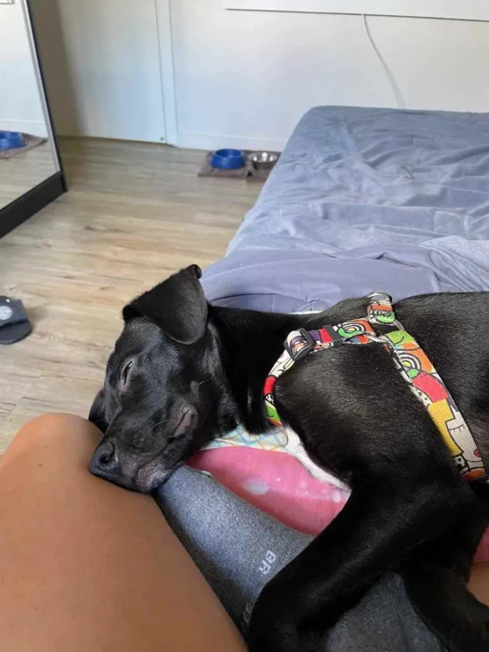 Cachorro ra a Sem raça definida  idade 7 a 11 meses nome Luna