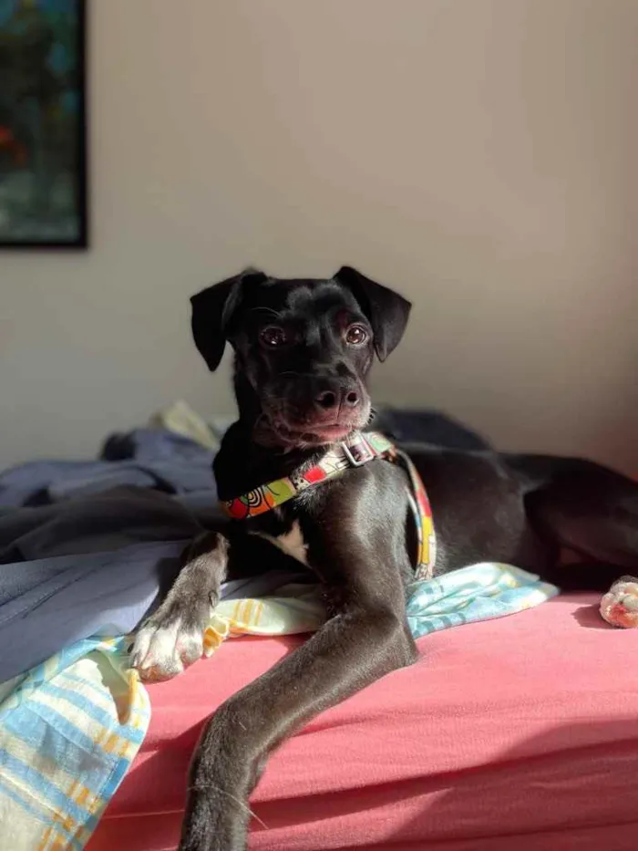 Cachorro ra a Sem raça definida  idade 7 a 11 meses nome Luna