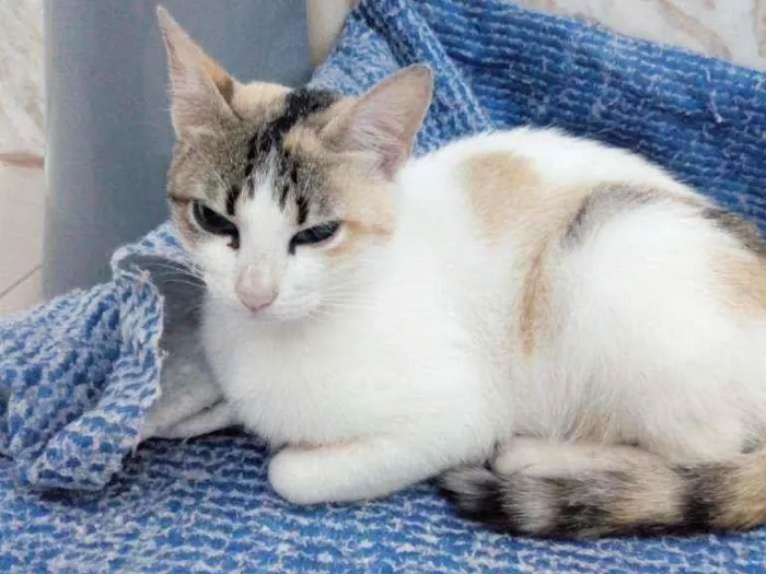 Gato raça SRD idade 2 a 6 meses nome LisBela