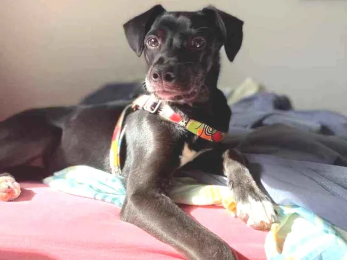 Cachorro ra a Sem raça definida  idade 7 a 11 meses nome Luna
