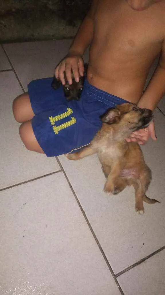 Cachorro ra a Vira lata  idade Abaixo de 2 meses nome Peludinho/ magrelo