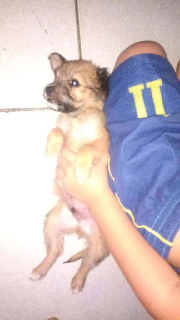 Cachorro ra a Vira lata  idade Abaixo de 2 meses nome Peludinho/ magrelo