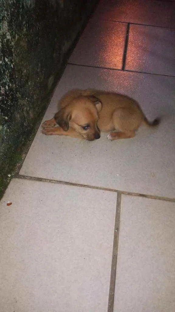 Cachorro ra a Vira lata  idade Abaixo de 2 meses nome Peludinho/ magrelo