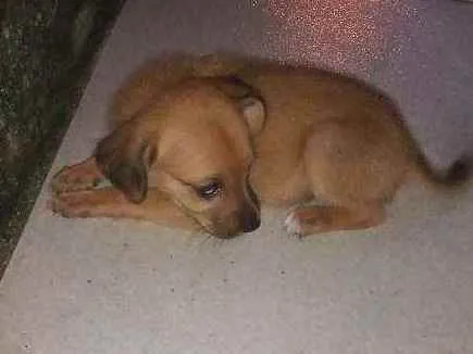 Cachorro ra a Vira lata  idade Abaixo de 2 meses nome Peludinho/ magrelo