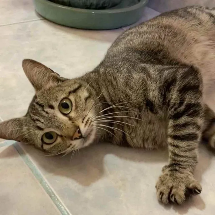 Gato raça SRD  idade 7 a 11 meses nome Johnny