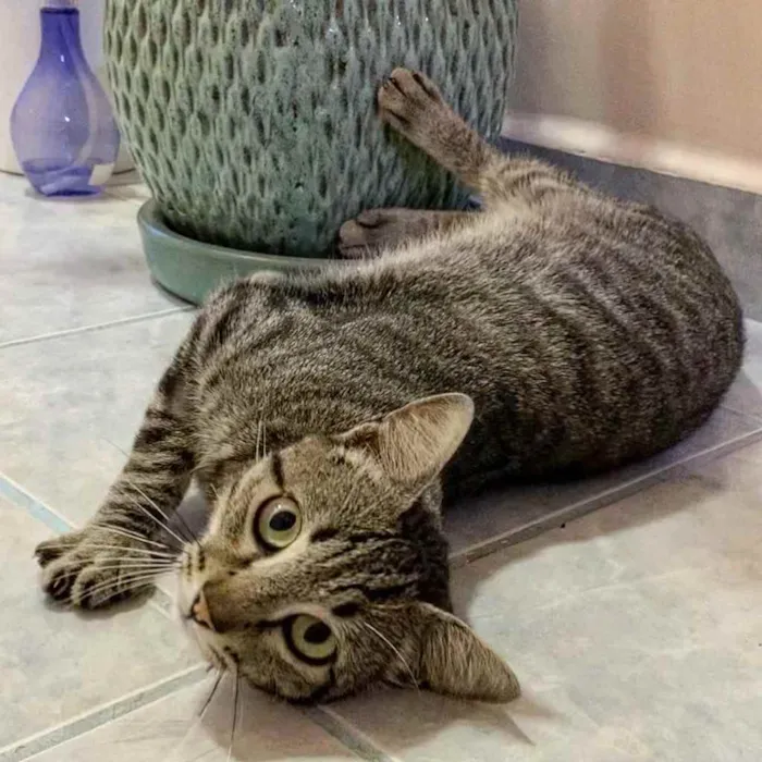 Gato raça SRD  idade 7 a 11 meses nome Johnny