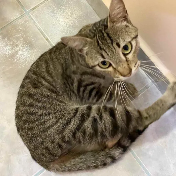 Gato raça SRD  idade 7 a 11 meses nome Johnny