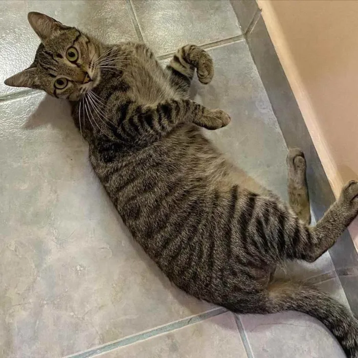 Gato raça SRD  idade 7 a 11 meses nome Johnny