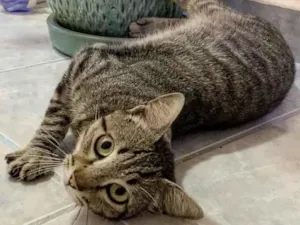 Gato raça SRD  idade 7 a 11 meses nome Johnny