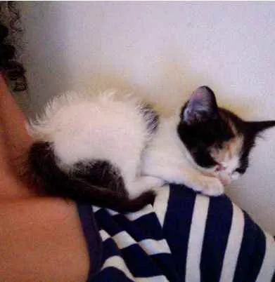 Gato raça Uma tricolor, dois frajolas idade Abaixo de 2 meses nome Sem nome