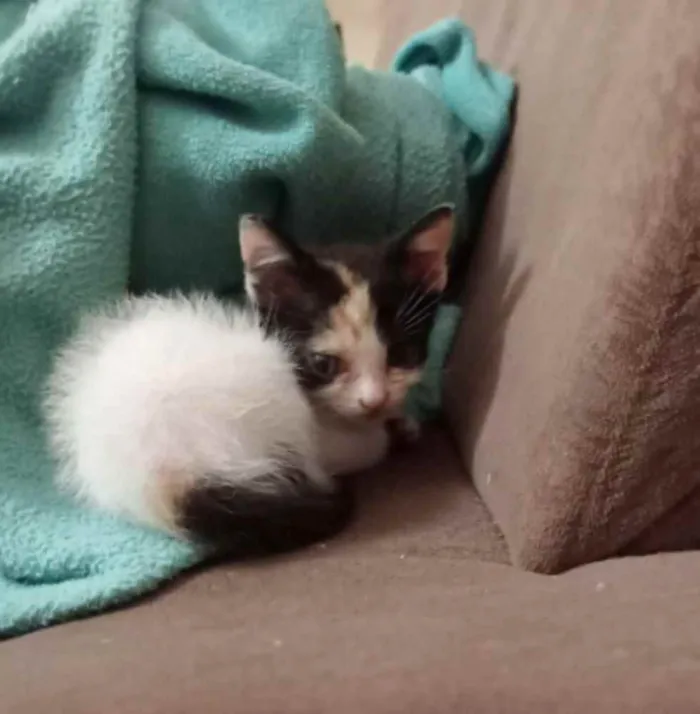 Gato raça Uma tricolor, dois frajolas idade Abaixo de 2 meses nome Sem nome