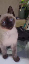 Chiquinha