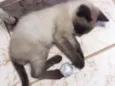 Chiquinha