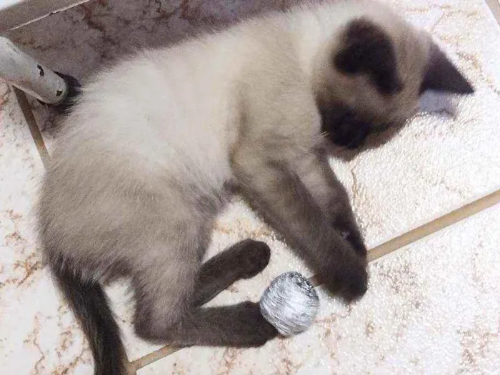 Gato ra a Srd idade 2 a 6 meses nome Chiquinha