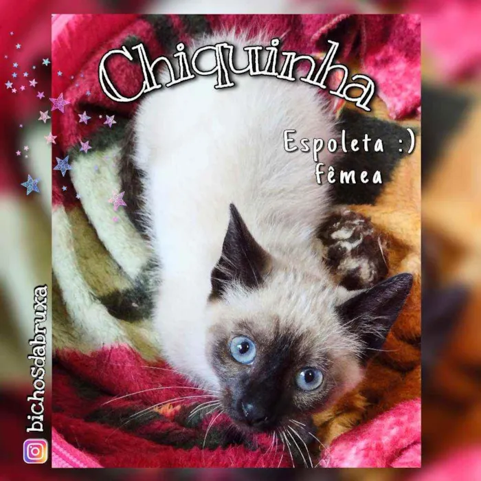 Gato ra a Srd idade 2 a 6 meses nome Chiquinha
