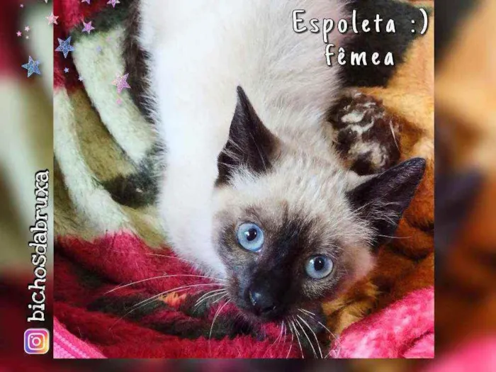 Gato ra a Srd idade 2 a 6 meses nome Chiquinha
