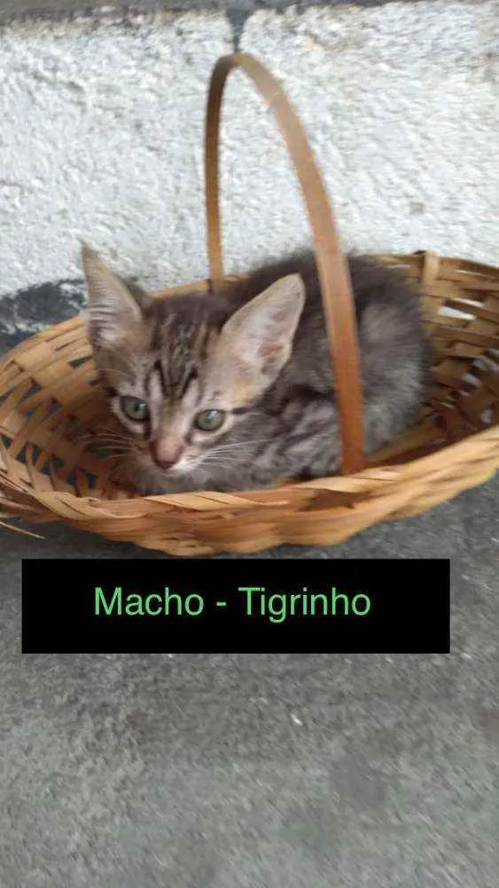 Tigrinho