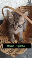 Gato raça sem raça definida idade 2 a 6 meses nome Tigrinho