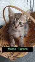Gato raça sem raça definida idade 2 a 6 meses nome Tigrinho