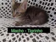 Tigrinho