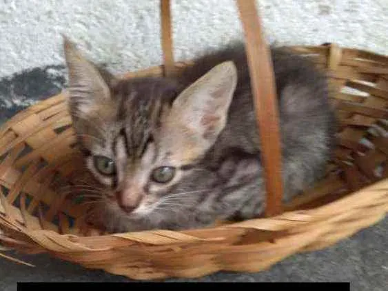 Gato raça sem raça definida idade 2 a 6 meses nome Tigrinho