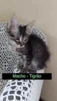 Gato raça sem raça definida idade Abaixo de 2 meses nome Tigrão