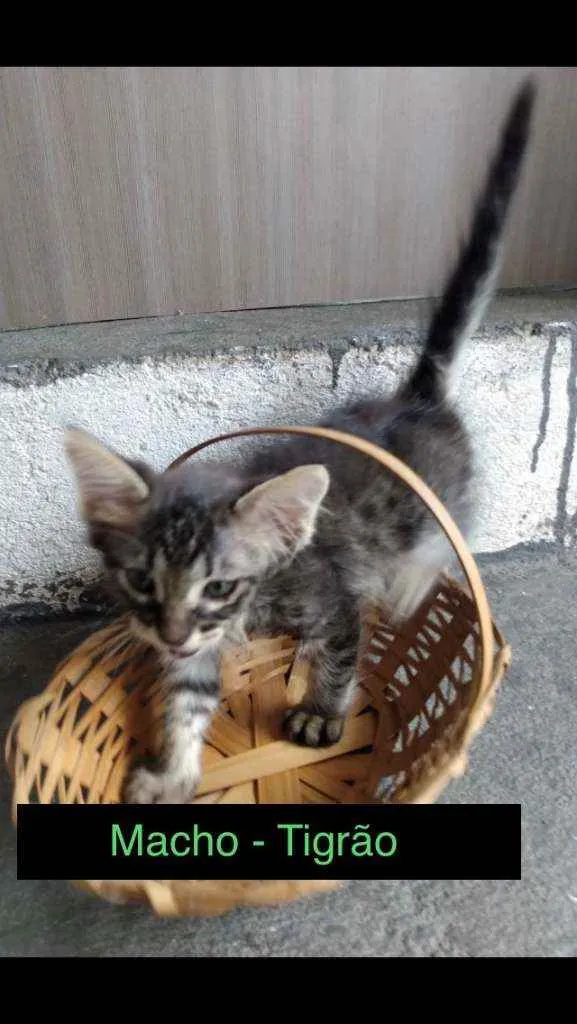 Gato raça sem raça definida idade Abaixo de 2 meses nome Tigrão