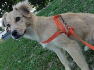 Cachorro raça Mista  idade 7 a 11 meses nome Flôr de Liz