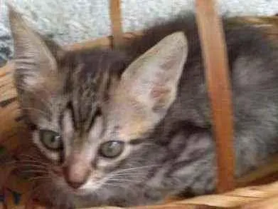 Gato raça sem raça definida idade 2 a 6 meses nome Tigrinho