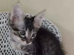 Gato raça sem raça definida idade Abaixo de 2 meses nome Tigrão