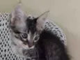 Gato raça sem raça definida idade Abaixo de 2 meses nome Tigrão