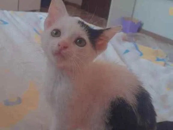 Gato ra a Sem raça definida idade 2 a 6 meses nome Sem nome por enquant