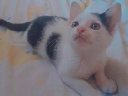 Gato raça Sem raça definida idade 2 a 6 meses nome Sem nome por enquant
