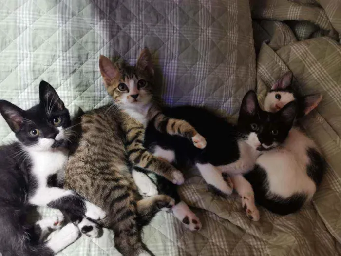 Gato raça Sem Raça Definida idade 2 a 6 meses nome TICO e TECO