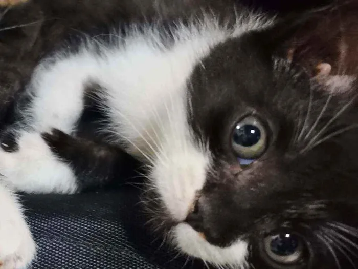 Gato raça Sem Raça Definida idade 2 a 6 meses nome TICO e TECO