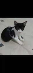 Gato raça SRD  idade Abaixo de 2 meses nome Frajola